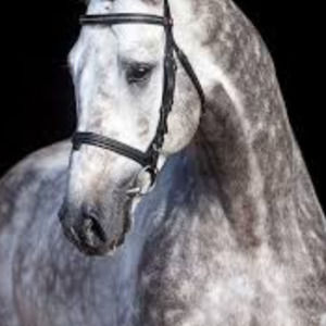 Meet your Posher, Bailey